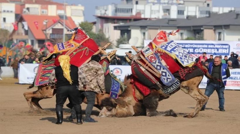 Denizlide Deve güreşleri nefes kesti