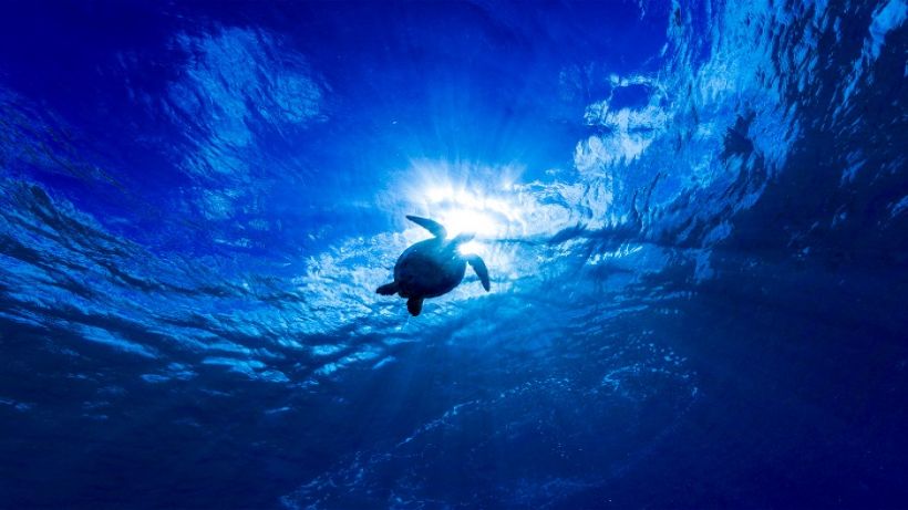Mavi, İndigo Turtles koleksiyonuyla Caretta Caretta’lara hayat veriyor