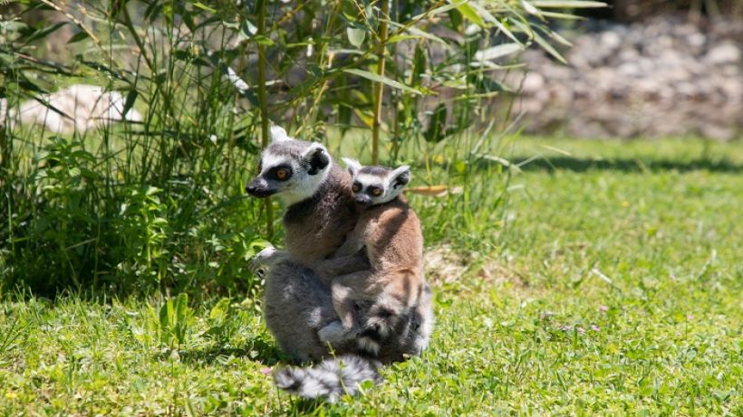 Ormanya’nın yeni gözdesi yavru lemur