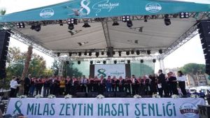 8. Milas Zeytin Hasat Şenliği başladı