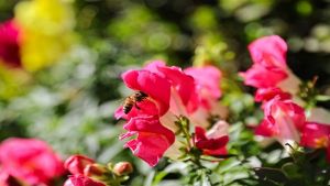 Antalya 4 milyon yazlık çiçekle bahara hazırlanıyor