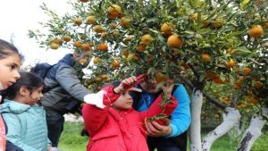 Başkan Aras, Öğrencilerle Mandalina Hasadı Yaptı