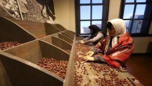 Fındık Müzesi, 51 bin 726 ziyaretçiyi ağırladı