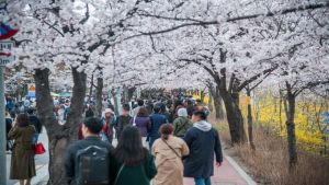 Güney Kore’ye Dört Mevsim Vizesiz Seyahat
