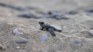 “Indigo Turtles” 12’nci yılında!