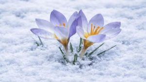 Keltepe Çiğdemi foto safariye ilham kaynağı oldu