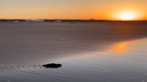 Mavi Gönüllüleri, Caretta Caretta’ları Akdeniz’le buluşturmaya devam ediyor