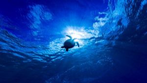 Mavi, İndigo Turtles koleksiyonuyla Caretta Caretta’lara hayat veriyor