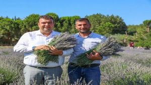 Seferihisar’da Lavanta Büyüsü Başlıyor