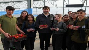 Tarsus çilek hasat şenliğinde ilk meyveler