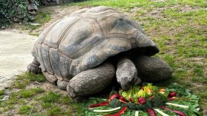 Türkiye’nin en yaşlı kaplumbağası Tuki 103 yaşında