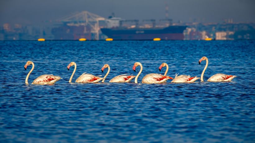 “4 Mevsim Kocaeli” için başvurular başladı