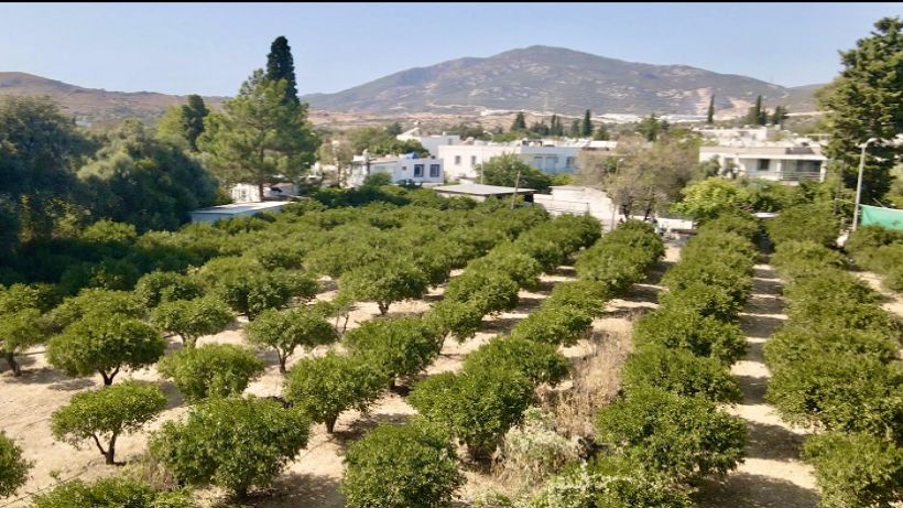 Coğrafi İşaretli Bodrum Mandalinasında Hedef 40 Ton