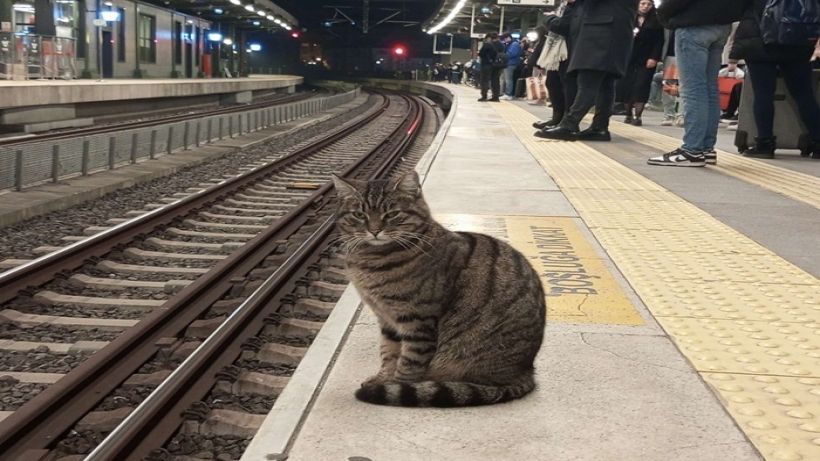 Doğu Ekspresi değil, Durak ve Antrepo Ardahan’a Gelsin…