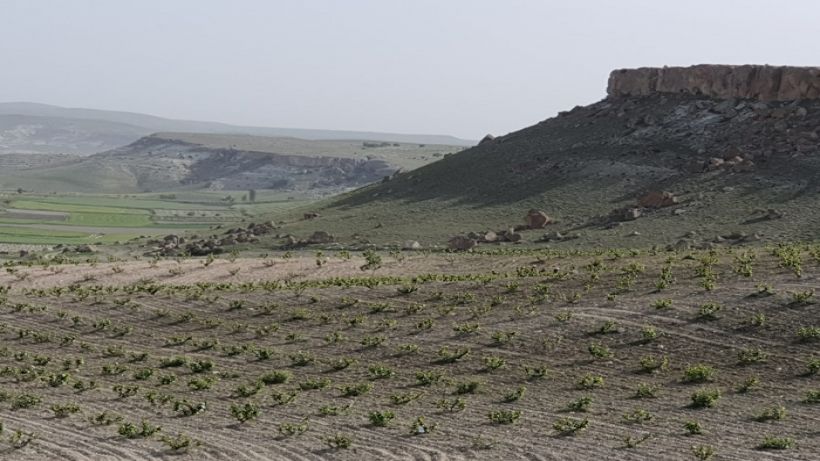 Kapadokya'nın İlk Ecocert Sertifikalı bağı, Argos Bağları Oldu