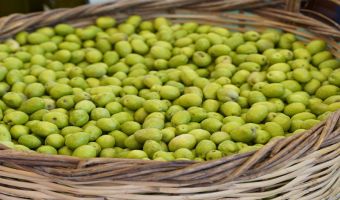 Tarsus Sarıulak Zeytin Festivali, başlıyor